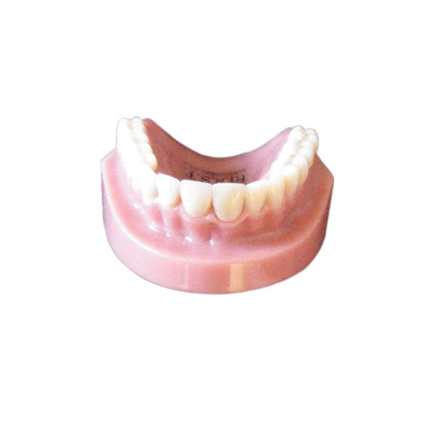 Maxillary Crown & Bridge Model