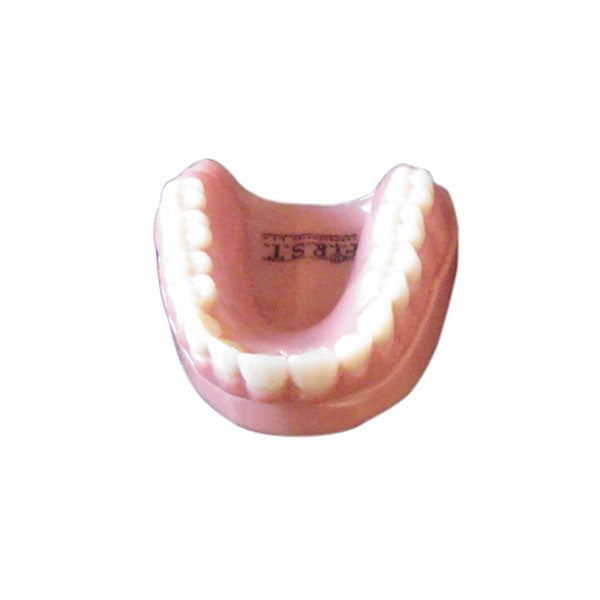 Maxillary Full Denture Model